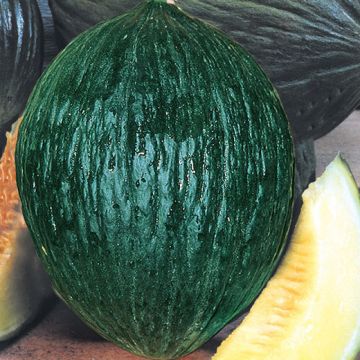 MELONE NAPOLETANO VERDE TARDIVO SELEZIONE NERITO - 1233