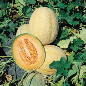 MELONE RETATO DEGLI ORTOLANI (Hale'sBest Jumbo) - 1234