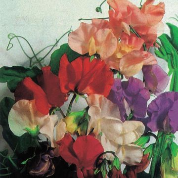 CLIMBING SWEET PEA MIX - 2352