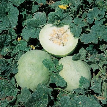 MELONE HONEY DEW (Rugiada di miele) - 1237