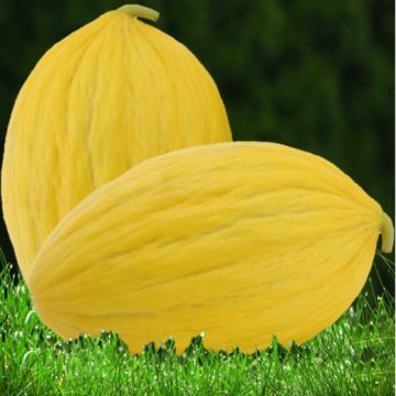 MELONE RUGOSO DI COSENZA GIALLO - 1238