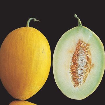 MELONE NAPOLETANO GIALLO 3 - 1239