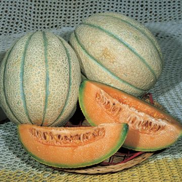 MELONE ZUCCHERINO D'INGEGNOLI - 1241