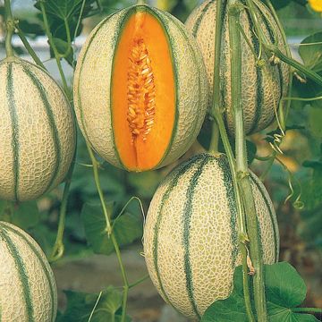 MELONE HYBRID F1 PEPITO - 1242