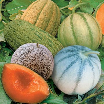 MELONE MISCUGLIO DI TUTTE LE VARIETÀ NOMENCLATE - 1245