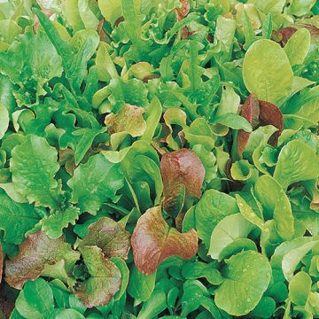 MISTICANZA O INSALATA DA TAGLIO SENZA RUCOLA - 1247