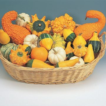 ORNAMENTAL PUMPKIN IN A SELECTED MIXTURE - 2516