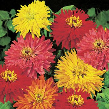 CHRYSANTHEMUM FLOWERED ZINNIA IN A SELECT MIX OF COLORS - 2525