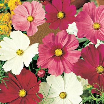 COSMEA SENSATION IN MIXTURE - 2527