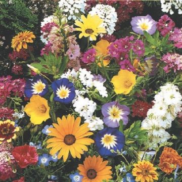 MISCUGLIO DI FIORI ESTIVI NANI - 2569