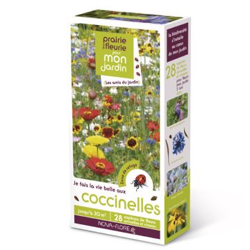 COCCINELLE (facilita la vita alle coccinelle) - 2592