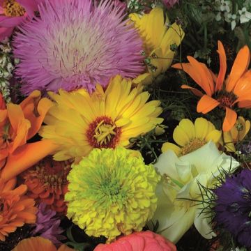 FIORI ESTIVI ALTI IN MISCUGLIO nuova selezione - 2604