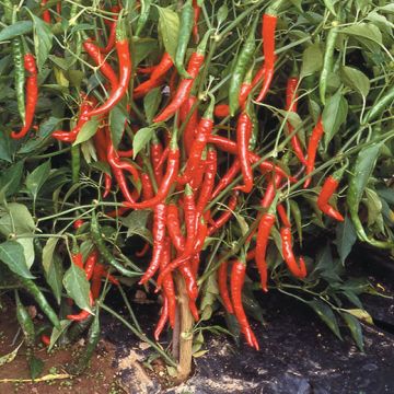 PEPERONCINO PICCANTE DI CAYENNA - 1262