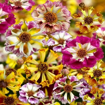 fiorellini dal viola al lilla cangiante su sfondo erbaceo verde