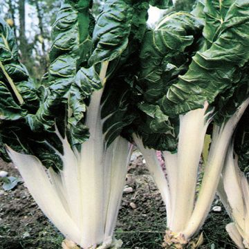 BIETA VERDE A COSTA ARGENTATA A NASTRO - 10050