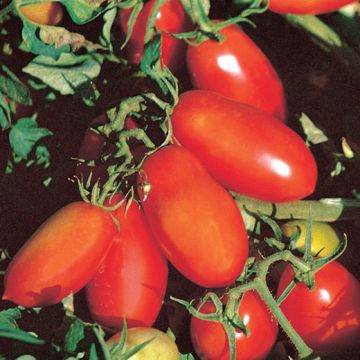 POMODORO SAN MARZANO LAMPADINA 2 - 1292