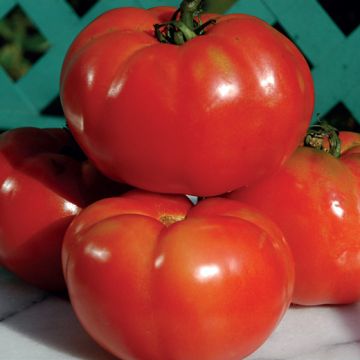 HYBRID F1 INDALO TOMATO - 1296