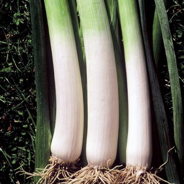 PORRO GIGANTE DE INVERNO 2 - 1298