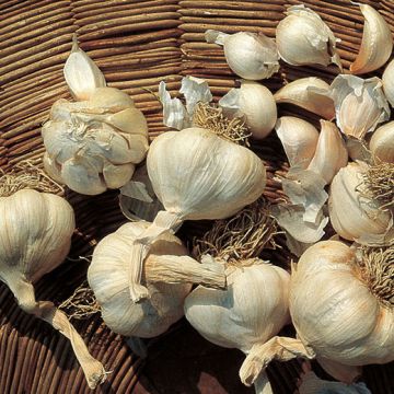 AGLIO BIANCO - 1003