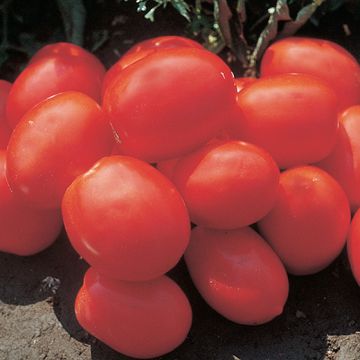 POMODORO RIO GRANDE - 1300
