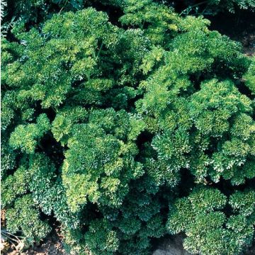 PREZZEMOLO RICCIO MOSS CURLED 2 (riccio verde scuro) - 1302
