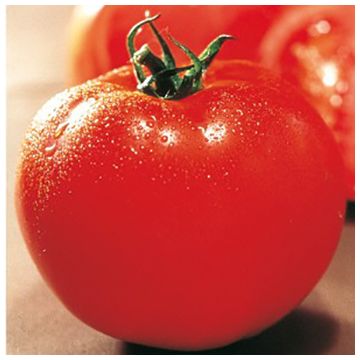 POMODORO HYBRID F1 OLYMPE - 1305