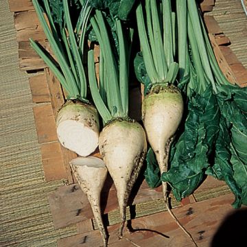 BARBABIETOLA DA FORAGGIO BIANCA SEMI ZUCCHERINA A COLLETTO VERDE FUORI TERRA - 3050
