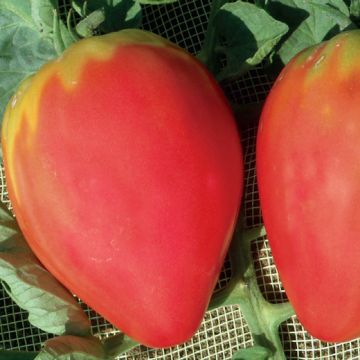 POMODORO CUORE DI BUE (classico) - 1306