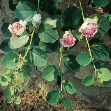 Caper Seeds - 1031