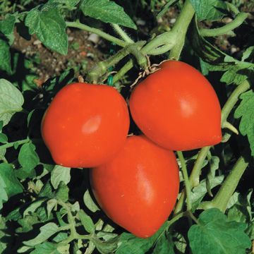 POMODORO PRINCIPE BORGHESE - 1312