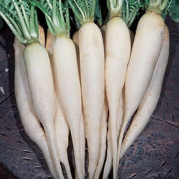 RAVANELLO DAIKON MINOWASE SUMMER CROSS 3 (Seme originale giapponese) - 1319