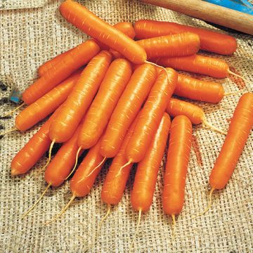 CAROTA HYBRID F1 NANDOR - 1032