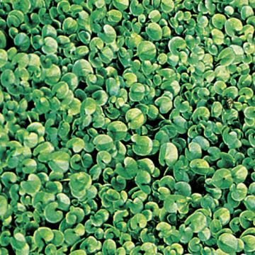 DICHONDRA REPENS (seme confettato) - 3250