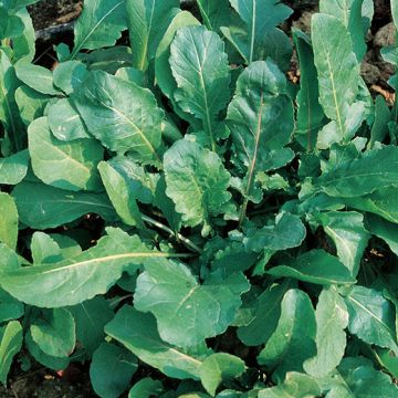 RUCOLA COLTIVATA A NASTRO - 10046