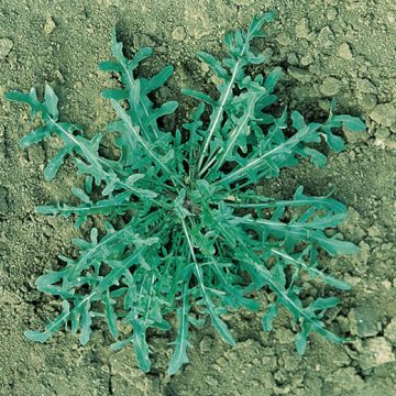 RUCOLA SELVATICA A FOGLIE FRASTAGLIATE (Giuditta) IN PILLOLE O GRUMI MULTISEM (più semi in un solo grumo) - 10008