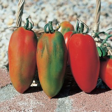 SUPER SARNO F1 TOMATO - 1333