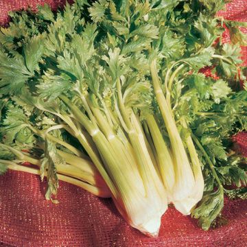 SEDANO GOLDEN SELF BLANCHING 2 - 1335