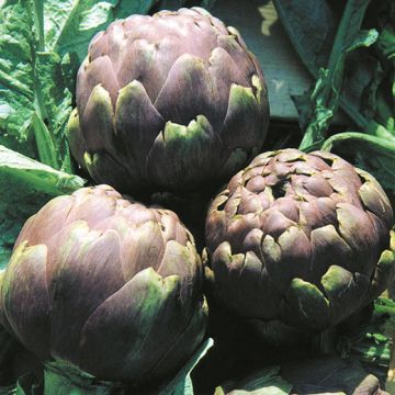 CARCIOFO IMPERIAL STAR (ROMANESCO) - 1034