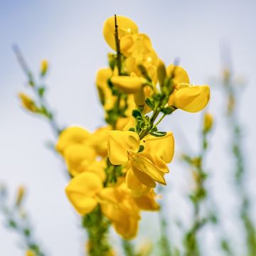 GINESTRA DI SPAGNA ( Spartium junceum ) - 3400