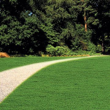 LOIETTO INGLESE NANO O GAZON PERENNE (Lolium perenne) - 3450