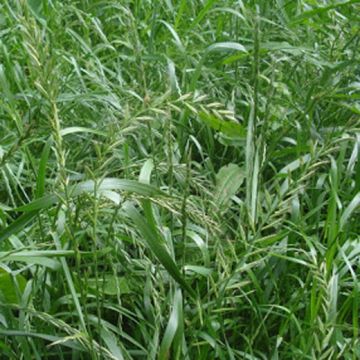 LOIETTO ITALIANO O MAGGENGO O PAIETTONE (Lolium multiflorum) - 3460