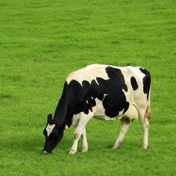 MISCUGLIO PER PRATI STABILI IN COLLINA E MONTAGNA - 3514