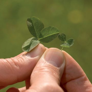 TRIFOGLIO MICRO (trifolium repens) MICROCLOVER - 3562