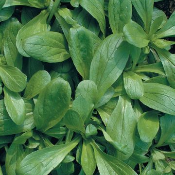 VALERIANA D'OLANDA A SEME GROSSO - 1358