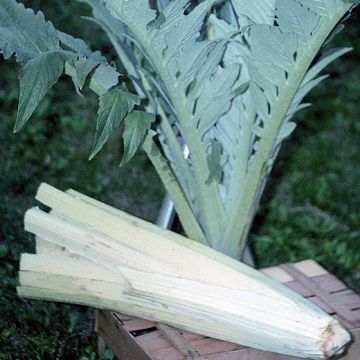CARDO BIANCO AVORIO SELEZIONE GIGANTE D'INGEGNOLI - 1036