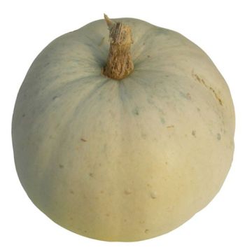 ZUCCA LUMINA PVP seme originale USA - 1361