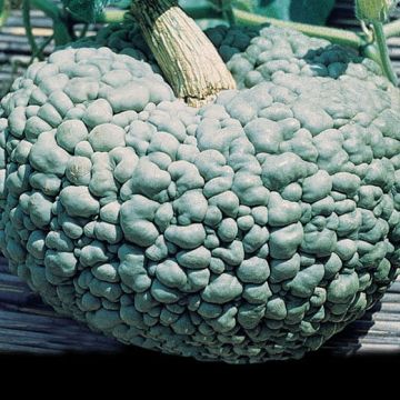 ZUCCA MARINA DI CHIOGGIA - 1364