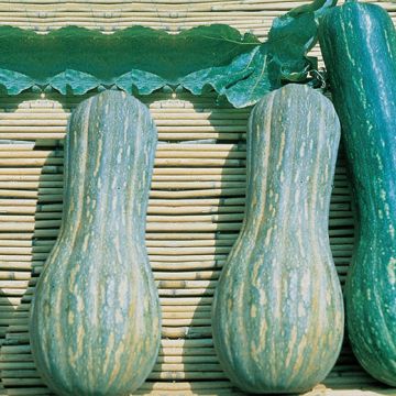 ZUCCA PIENA DI NAPOLI - 1366