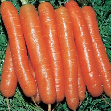 CAROTA AMSTERDAM 2 - 1037