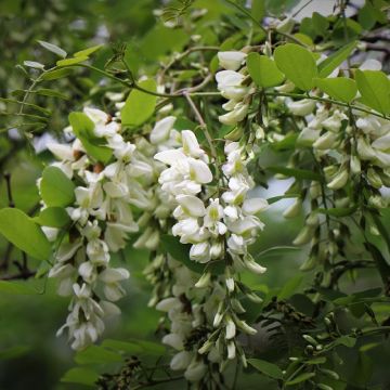 ROBINIA COMUNE (Robinia pseudoacacia) - 3700